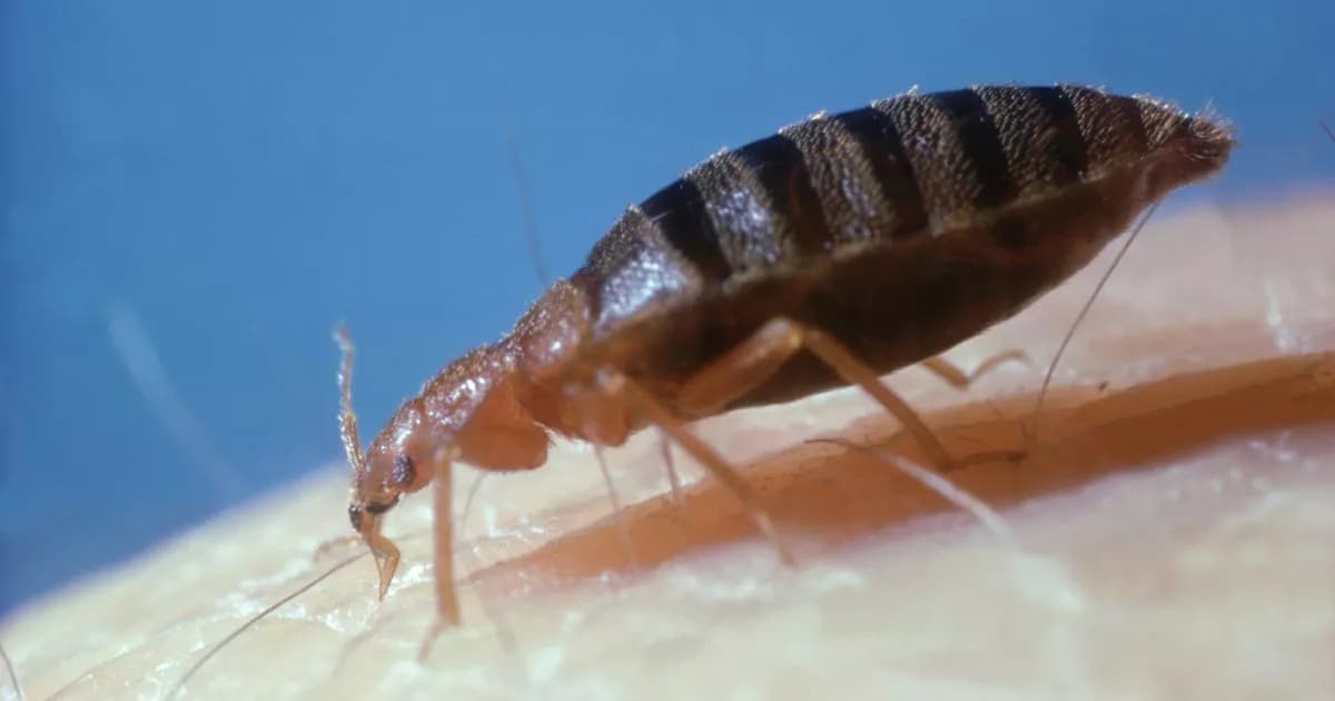 Bed Bug Crisis Exposes Class Inequalities in Housing