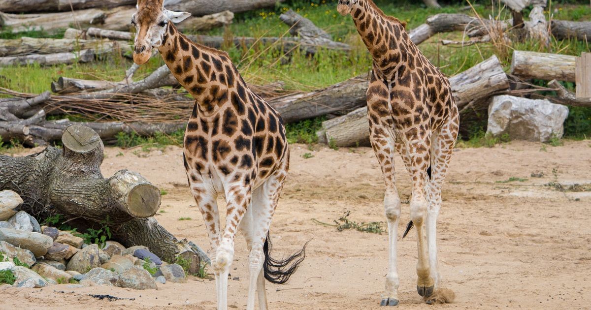 Chester Zoo Job: Deconstructing Conservation Capitalism